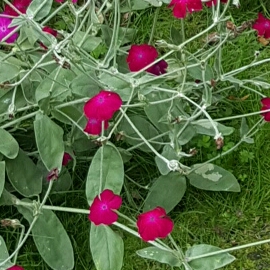 Rose Campion