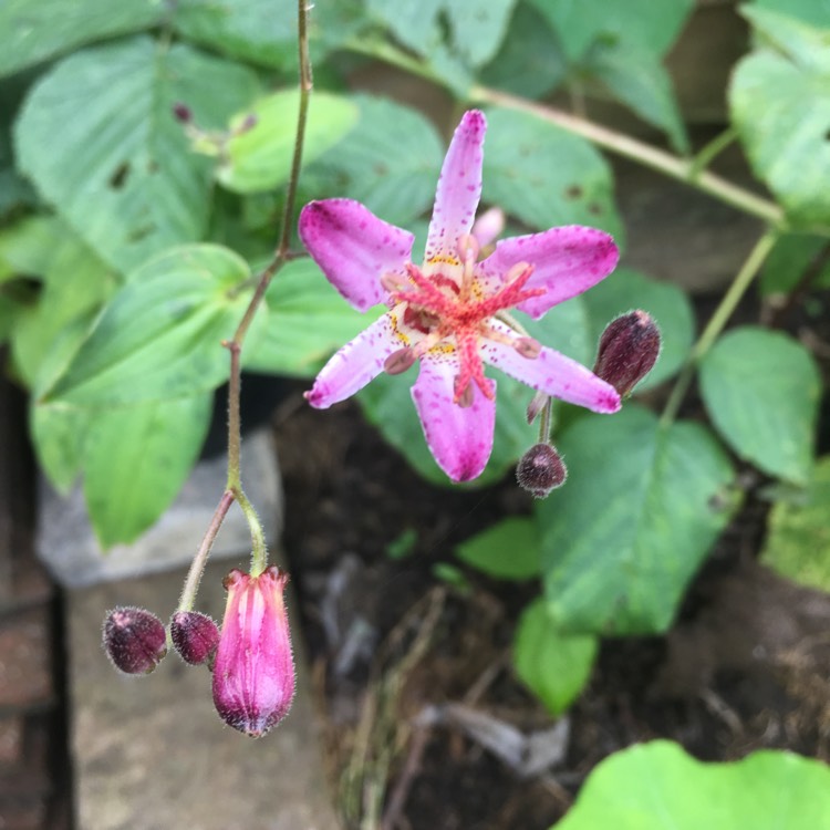 Plant image Tricyrtis 'Taipei Silk'