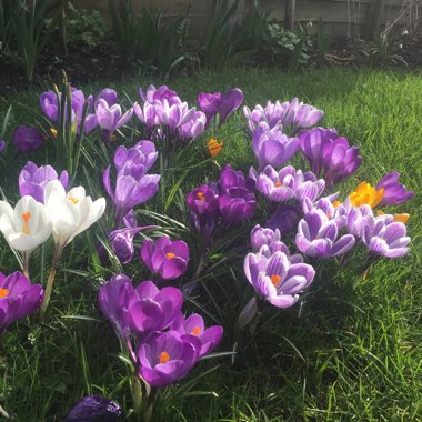 Crocus (Spring)