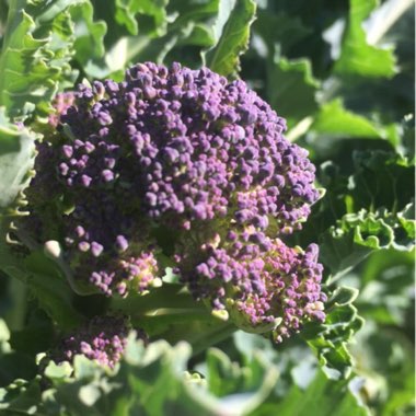 Broccoli 'Purple Sprouting'