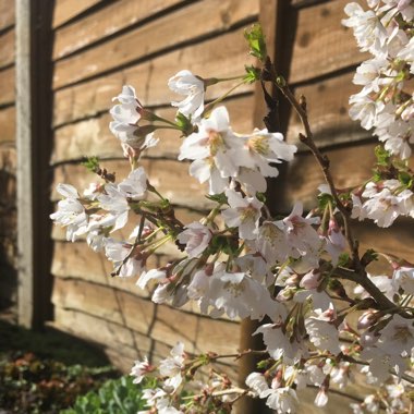 Flowering Cherry 'Kojo-no-mai'