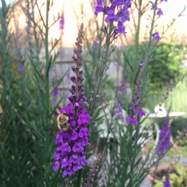 Purple Toadflax