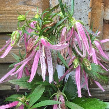 Bellflower 'Pink Octopus'