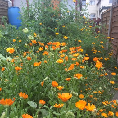 Pot Marigold