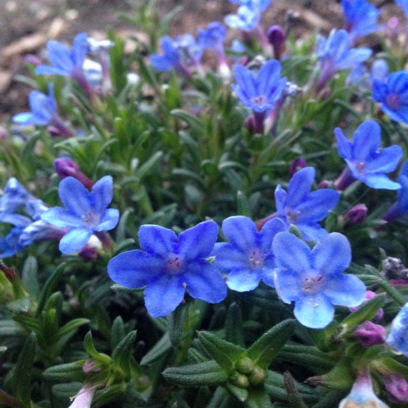 Plant image Lithodora diffusa 'Heavenly Blue' syn. Lithospermum diffusum 'Heavenly Blue' ; Lithospermum 'Heavenly Blue'