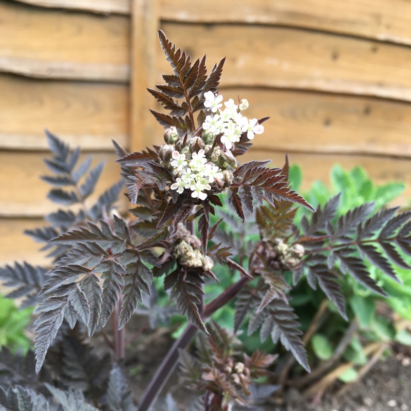 Plant image Anthriscus sylvestris 'Ravenswing'