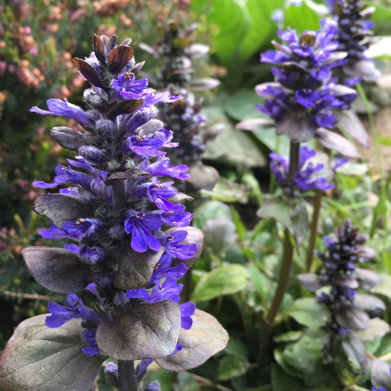 Plant image Ajuga reptans 'Catlin's Giant'