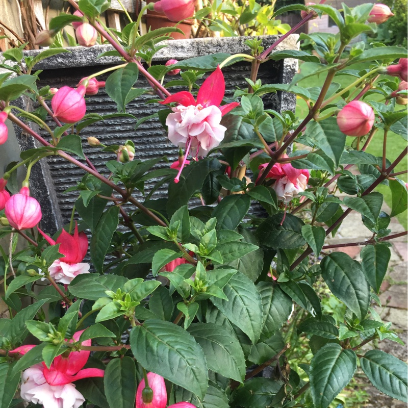 Fuchsia 'Margaret Pilkington'