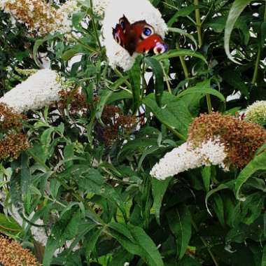 Butterfly Bush 'White Profusion'