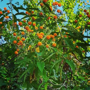 Orange Ball Butterfly Bush