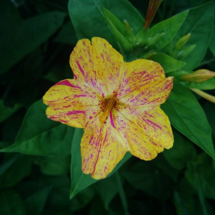 Plant image Mirabilis jalapa 'Kaleidoscope'