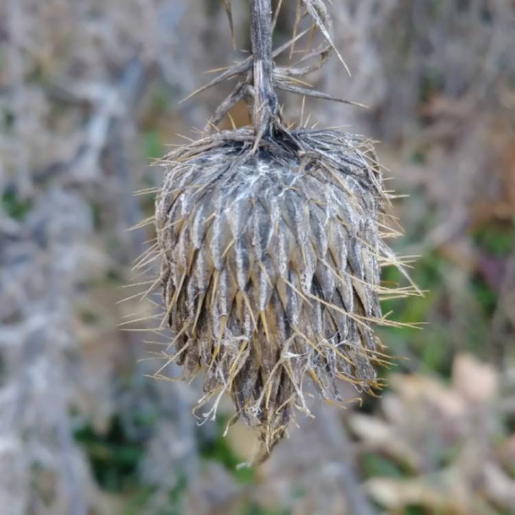 Plant image Silybum marianum