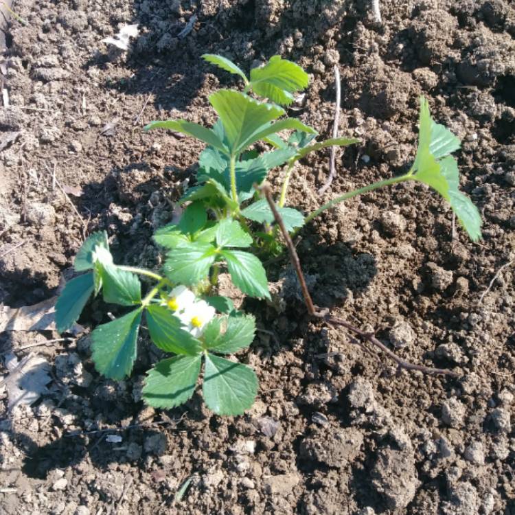 Plant image Fragaria x ananassa 'Quinault'