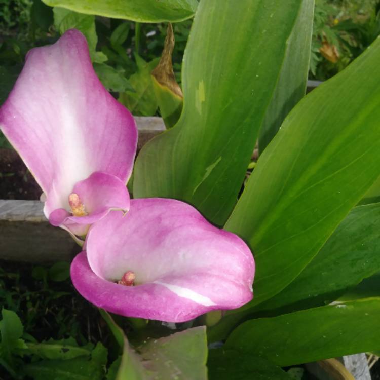 Plant image Zantedeschia 'Pink Puppy'