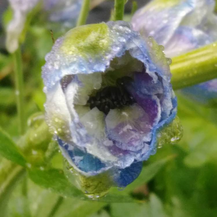 Plant image Delphinium 'Blue Dawn'