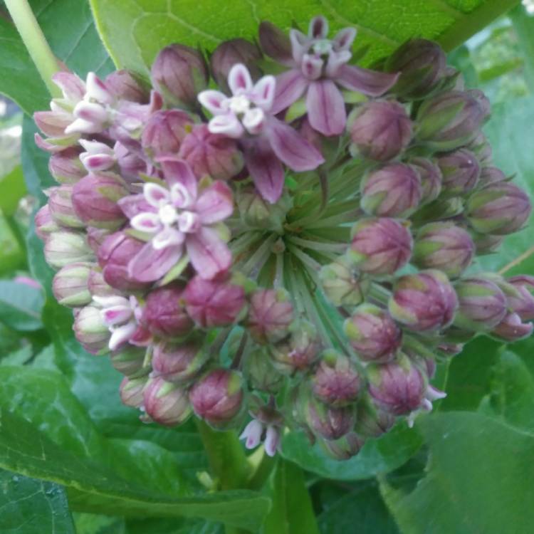 Plant image Asclepias syriaca