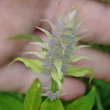 Agastache foeniculum syn. Agastache anethiodora ; Agastache anisata