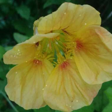 Tropaeolum majus