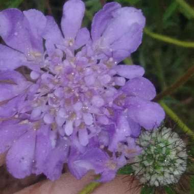 Scabiosa 'Butterfly Blue'