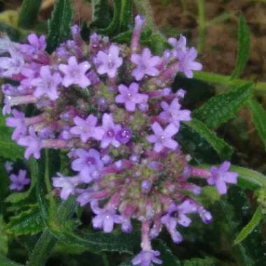 Verbena bonariensis 'Lollipop'