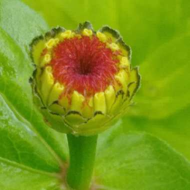 Zinnia elegans