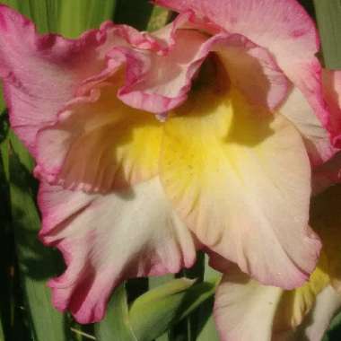 Gladiolus