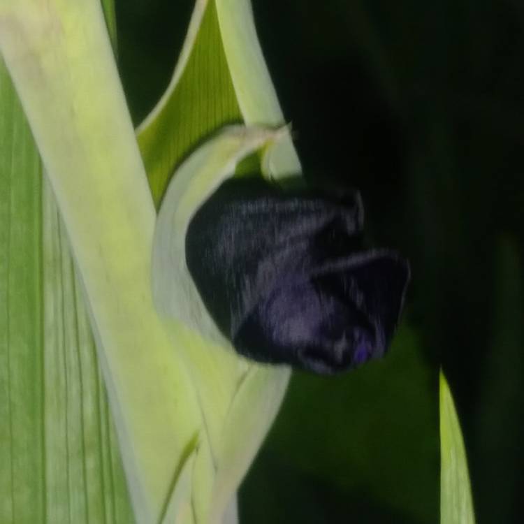 plant image 1329822