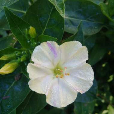 Mirabilis jalapa