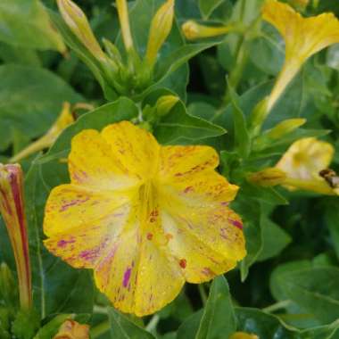 Mirabilis jalapa