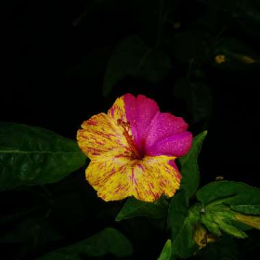 Mirabilis jalapa 'Kaleidoscope'