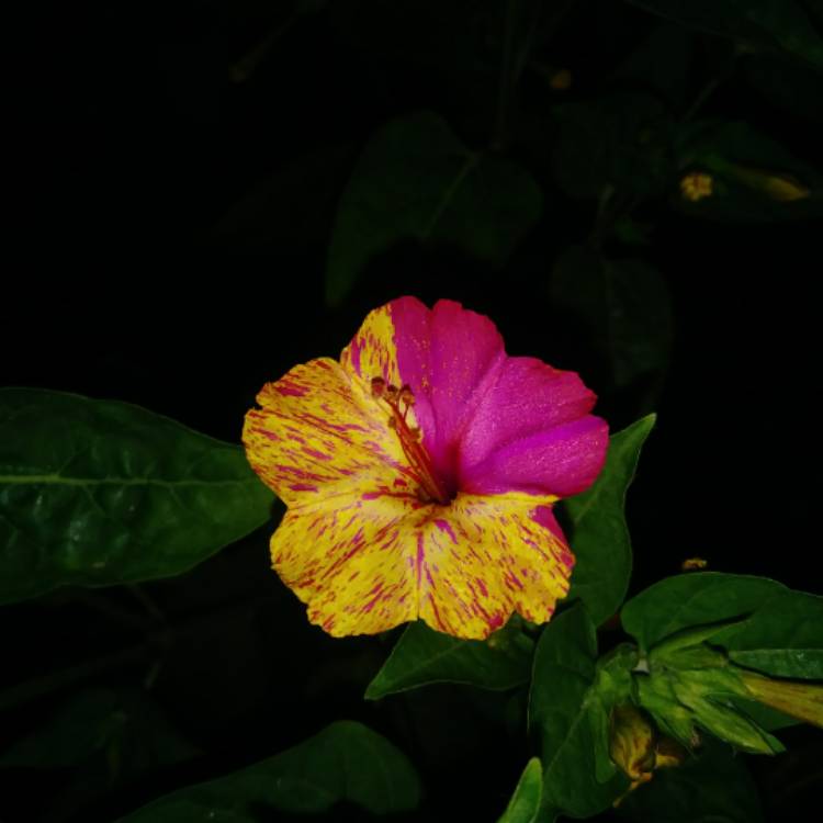 Plant image Mirabilis jalapa 'Kaleidoscope'