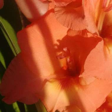 Gladiolus