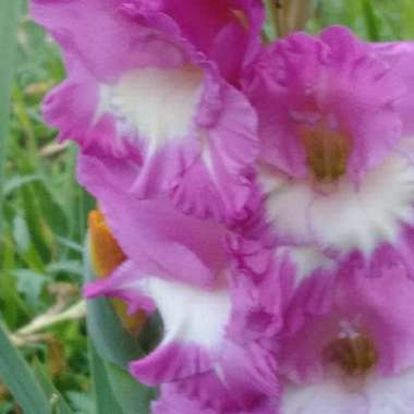 Gladiolus