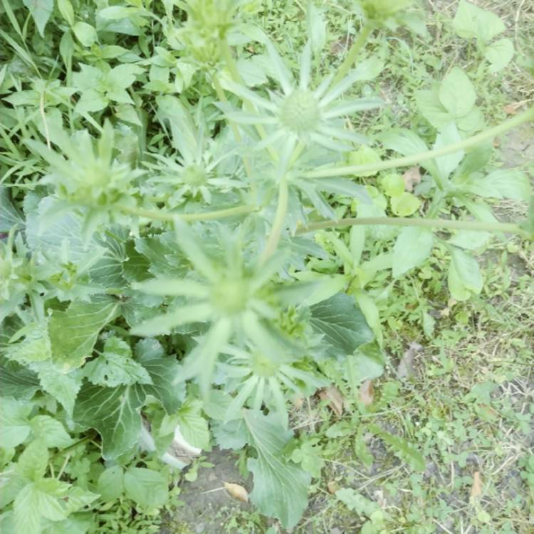 Plant image Eryngium planum