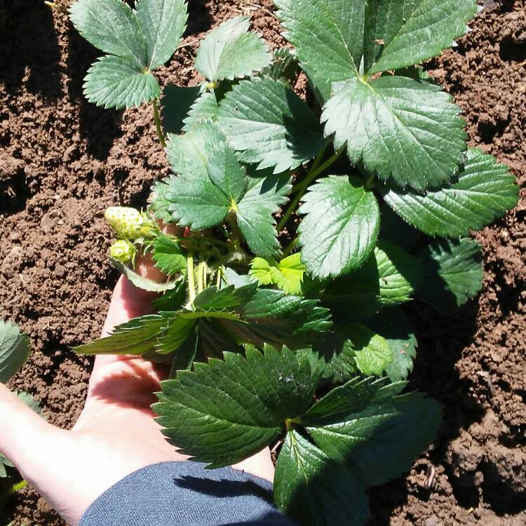 Plant image Fragaria x ananassa 'Quinault'