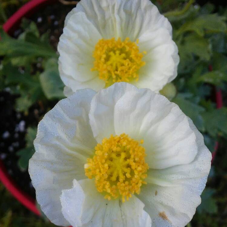 Plant image Papaver nudicaule 'Artist's Glory'