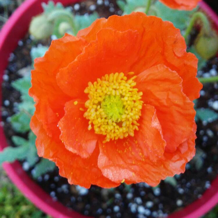 Plant image Papaver nudicaule 'Artist's Glory'