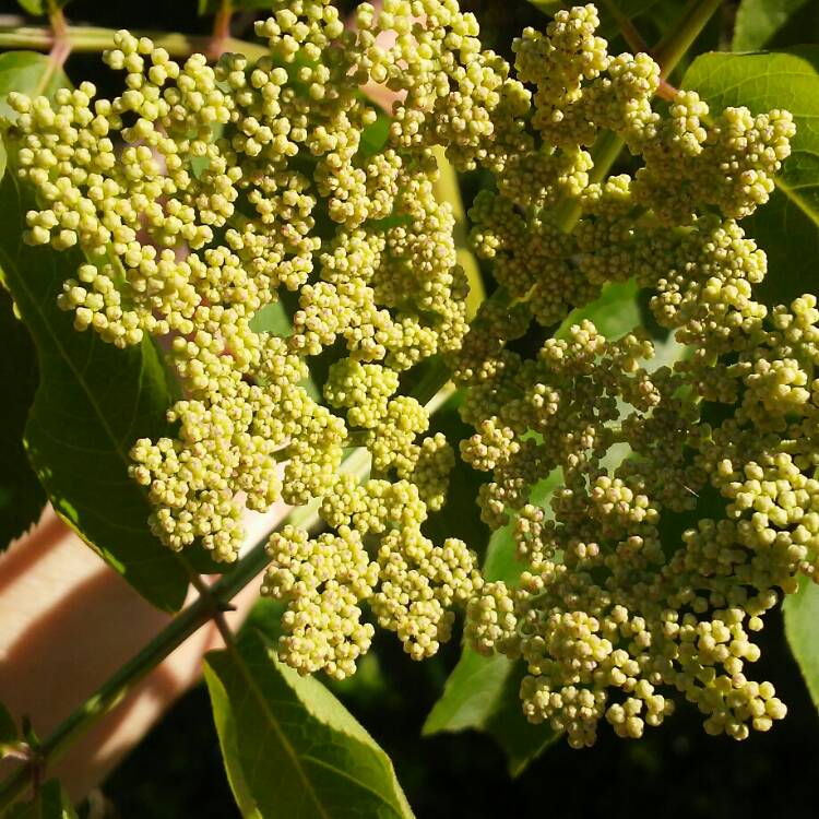 Plant image Sambucus nigra subsp. canadensis.