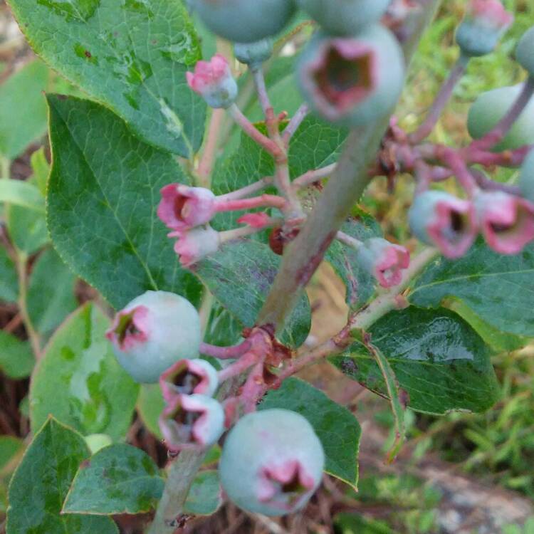 Plant image Vaccinium corymbosum 'Bountiful Blue'