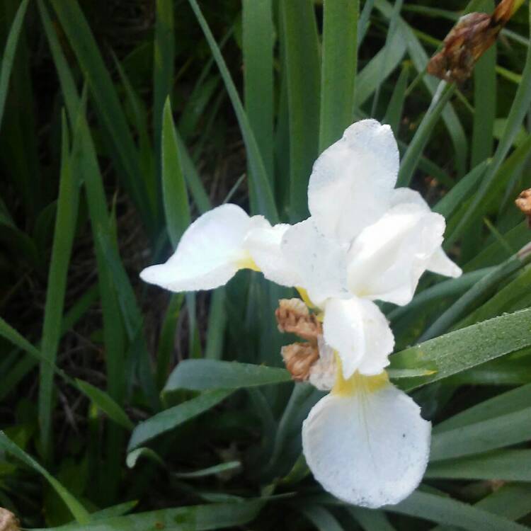 Plant image Iris 'Laevigata'Hybrid