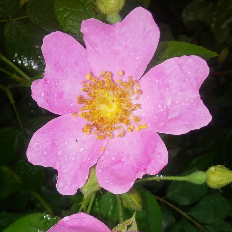 Plant image Rosa acicularis syn. Rosa korsakoviensis, Rosa moscovita, Rosa sichotealinensis, Rosa taquetii