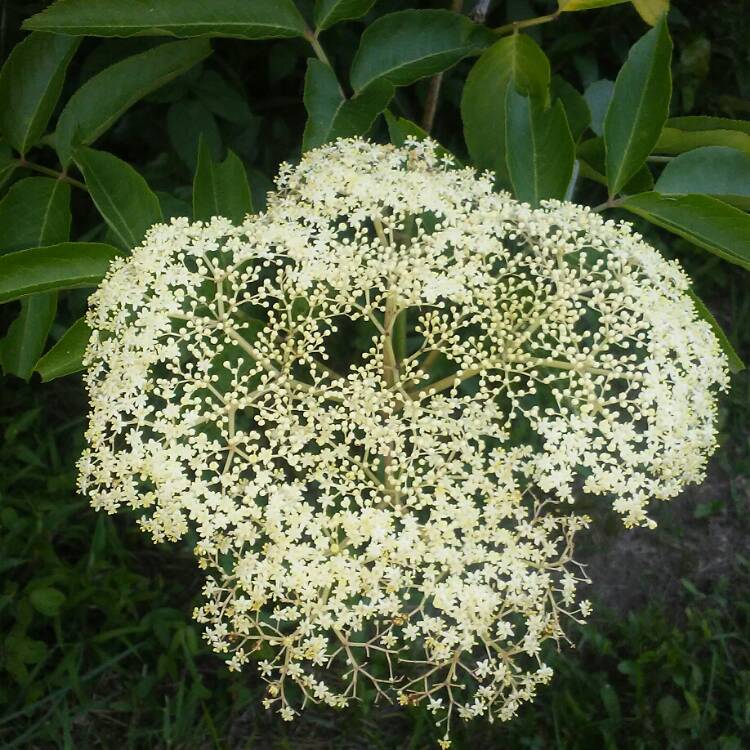 Plant image Sambucus nigra subsp. canadensis.