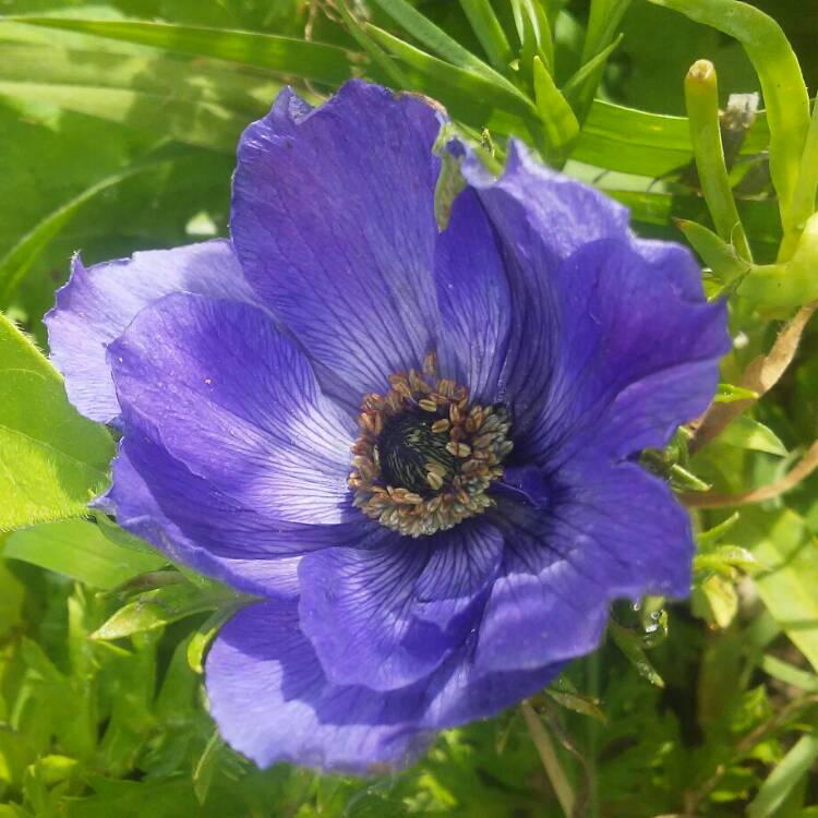 Plant image Anemone coronaria de caen 'Mr Fokker'