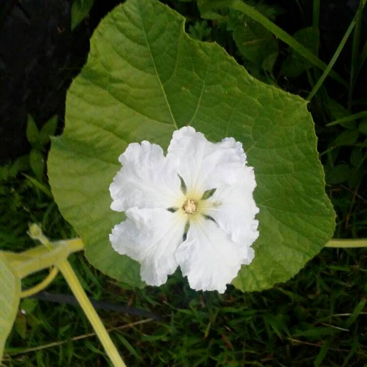 Plant image Cucurbita