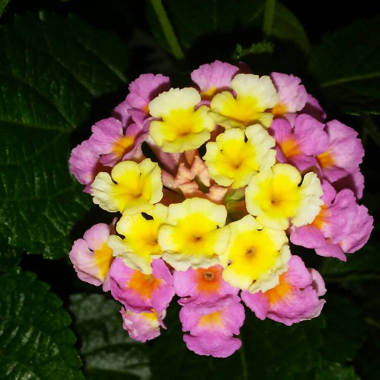 Plant image Lantana camara 'Luscious® Berry Blend'