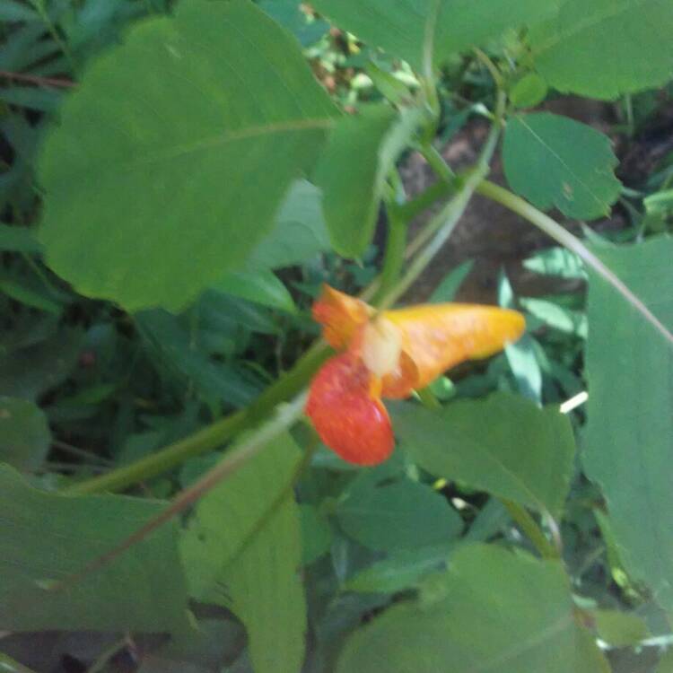 Plant image Impatiens capensis