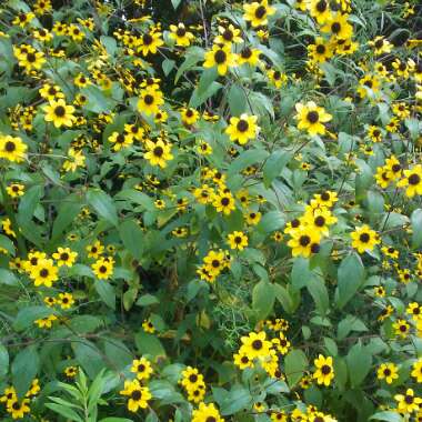 Rudbeckia fulgida var. sullivantii 'Little Goldstar'