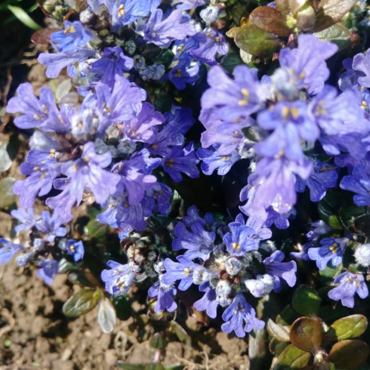 Plant image Ajuga reptans 'Catlin's Giant'