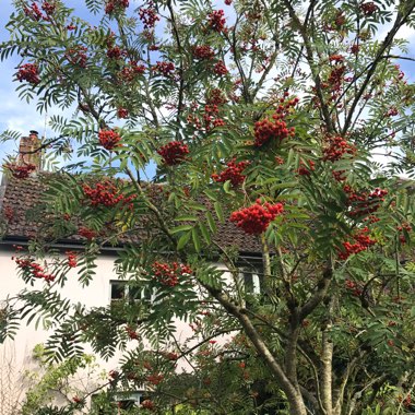 Rowan Tree