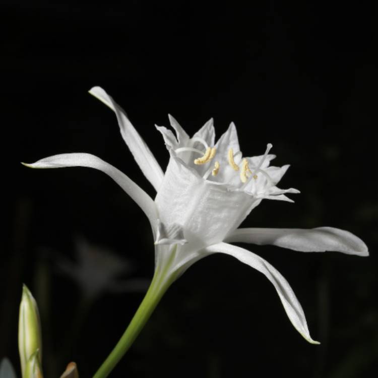 Plant image Pancratium maritimum